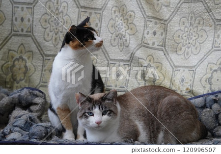 Sakura cat relaxing on an old sofa 120996507