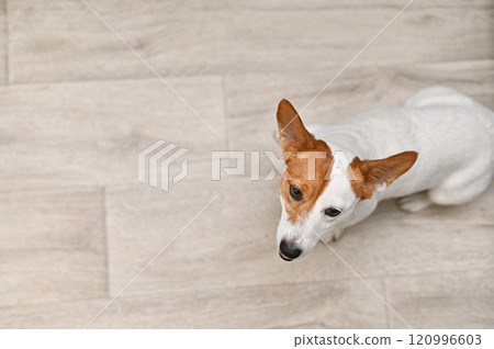 Jack Russell terrier. Looks up Jack Russell terrier. Looks up 120996603