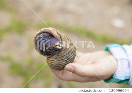 Purple hermit crab of Amami Oshima 120996694