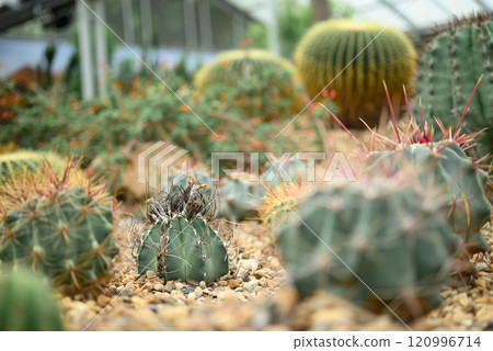 Cactus plant, Desert and succulent plant decorative in house and garden Cactus plant, Desert and succulent plant decorative in house and garden 120996714
