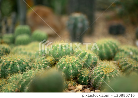 Cactus plant, Desert and succulent plant decorative in house and garden 120996716