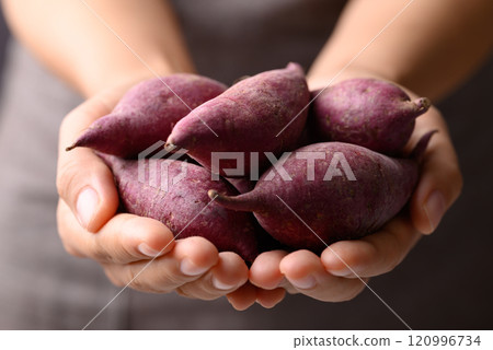 Organic raw purple sweet potatoes from local farmer market holding by hand Organic raw purple sweet potatoes from local farmer market holding by hand 120996734