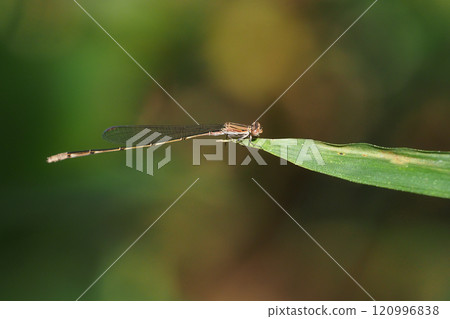 深秋蜻蜓（雄） 120996838