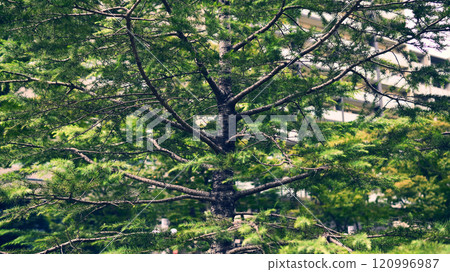 Cedar tree 120996987