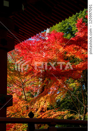 Kashiwara Hachiman Shrine Kashiwara Hachiman Shrine 120997091