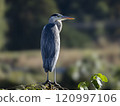 Gray heron Gray heron 120997106
