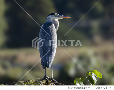 Gray heron Gray heron 120997106