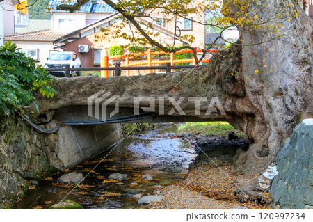 Tree root bridge 120997234