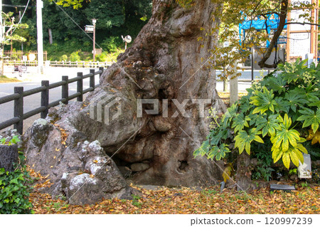 Tree root bridge 120997239