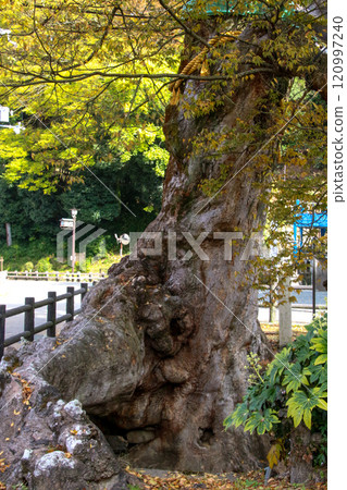 Tree root bridge Tree root bridge 120997240