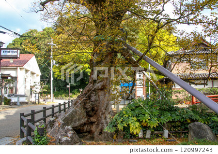 Tree root bridge 120997243