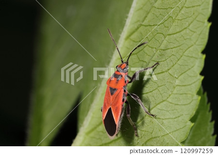 Living creatures, insects, stink bugs, red with black patterns. There are large variations in the patterns, and some types have almost black forewings. 120997259