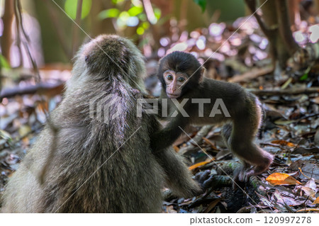 世界自然遺產屋久島上悠閒玩耍的黑幫猴寶寶（夏季） 120997278