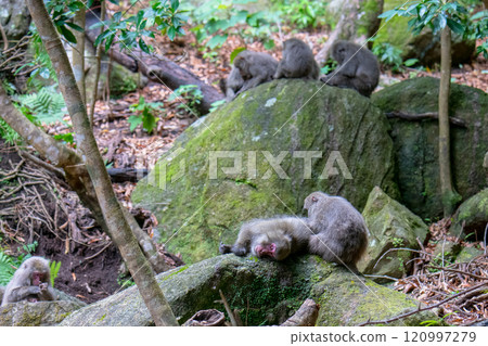 一群黑幫猴子在屋久島世界遺產地梳理自己（夏季） 120997279