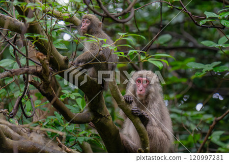 Yakuza monkeys relaxing on Yakushima Island, a World Natural Heritage Site (Summer) Yakuza monkeys relaxing on Yakushima Island, a World Natural Heritage Site (Summer) 120997281