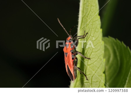 生物:昆蟲:一種腹部黑色、覆蓋著短毛的臭蟲。側面的黑色圓圈圖案很時尚。 生物:昆蟲:一種腹部黑色、覆蓋著短毛的臭蟲。側面的黑色圓圈圖案很時尚。 120997388