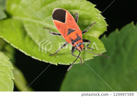 Living creatures, insects, the small spotted stink bug, on Ishigaki Island in early summer. It is also found in Honshu, but I always see it in the south. Living creatures, insects, the small spotted stink bug, on Ishigaki Island in early summer. It is also found in Honshu, but I always see it in the south. 120997389