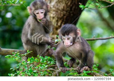Yakuzaru baby playing World Natural Heritage Yakushima (Summer) Yakuzaru baby playing World Natural Heritage Yakushima (Summer) 120997394