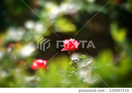 一朵紅玫瑰 一朵紅玫瑰 120997529