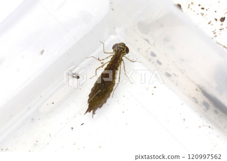 Blue dragonfly nymph Blue dragonfly nymph 120997562