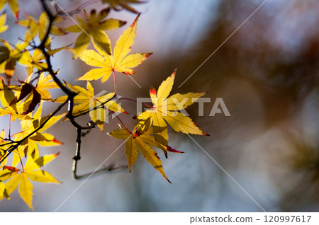 秋天的樹葉 120997617