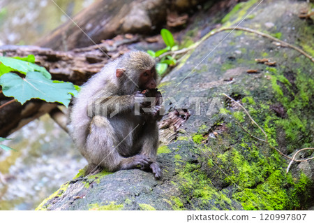 屋久島世界遺產(夏季) 屋久島世界遺產(夏季) 120997807