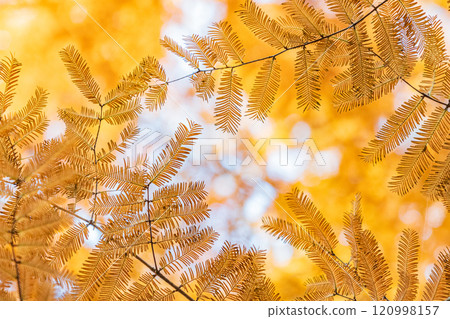 A fountain and rows of metasequoia trees in a park where autumn leaves are beginning to turn red A fountain and rows of metasequoia trees in a park where autumn leaves are beginning to turn red 120998157