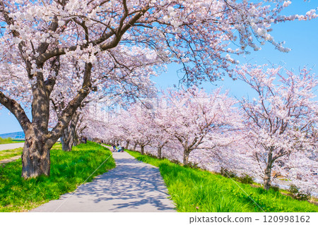 大川津分水嶺櫻花樹 120998162