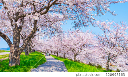 大川津分水嶺櫻花樹 大川津分水嶺櫻花樹 120998163