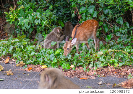 屋久島世界遺產(夏季)-屋久島獼猴和屋久島鹿覓食 屋久島世界遺產(夏季)-屋久島獼猴和屋久島鹿覓食 120998172