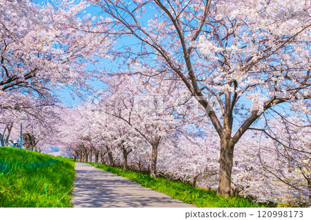 Okawazu Canal Cherry Blossom Tree Line 120998173