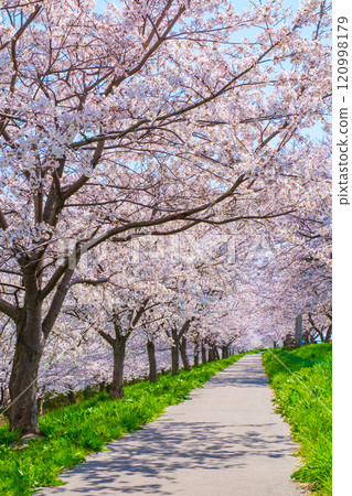 Okawazu Canal Cherry Blossom Tree Line 120998179