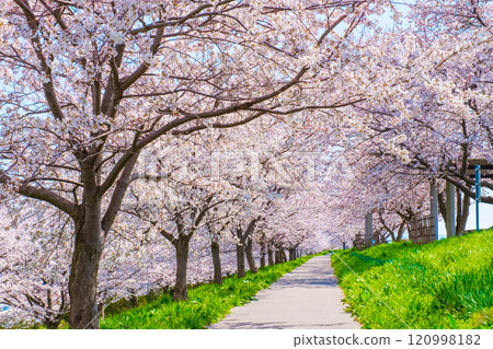 Okawazu Canal Cherry Blossom Tree Line 120998182
