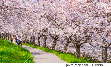 Okawazu Canal Cherry Blossom Tree Line 120998196