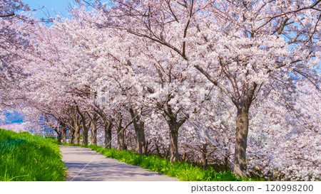 Okawazu Canal Cherry Blossom Tree Line 120998200