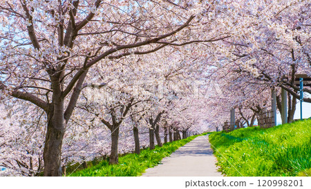 Okawazu Canal Cherry Blossom Tree Line 120998201