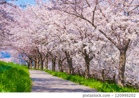 大川津分水嶺櫻花樹 120998202