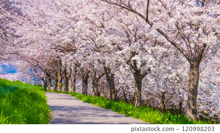 Okawazu Canal Cherry Blossom Tree Line 120998203