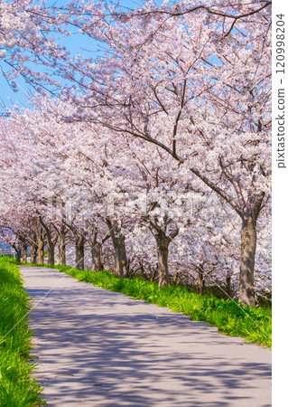 Okawazu Canal Cherry Blossom Tree Line Okawazu Canal Cherry Blossom Tree Line 120998204