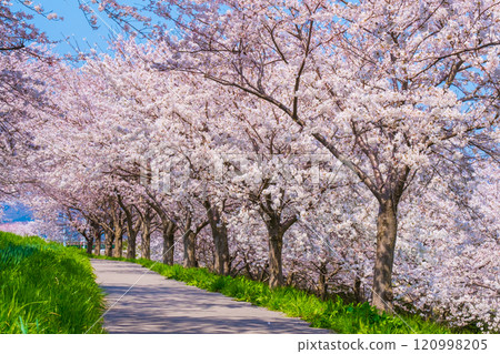 Okawazu Canal Cherry Blossom Tree Line Okawazu Canal Cherry Blossom Tree Line 120998205