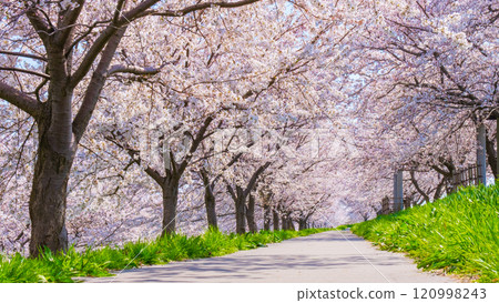 Okawazu Canal Cherry Blossom Tree Line Okawazu Canal Cherry Blossom Tree Line 120998243