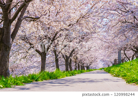 Okawazu Canal Cherry Blossom Tree Line Okawazu Canal Cherry Blossom Tree Line 120998244