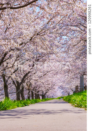 Okawazu Canal Cherry Blossom Tree Line 120998261