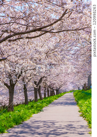 Okawazu Canal Cherry Blossom Tree Line Okawazu Canal Cherry Blossom Tree Line 120998263