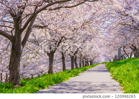 Okawazu Canal Cherry Blossom Tree Line Okawazu Canal Cherry Blossom Tree Line 120998265