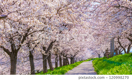 Okawazu Canal Cherry Blossom Tree Line 120998270