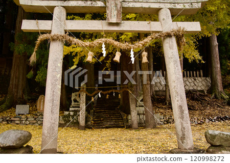 神社鳥居周圍的銀杏葉掉落 120998272