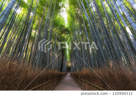 Arashiyama Bamboo Forest Arashiyama Bamboo Forest 120998312