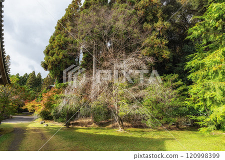 Saihoji Kokedera Temple 120998399