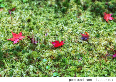 red maple leaves on moss red maple leaves on moss 120998405